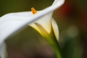 White Lily Flower